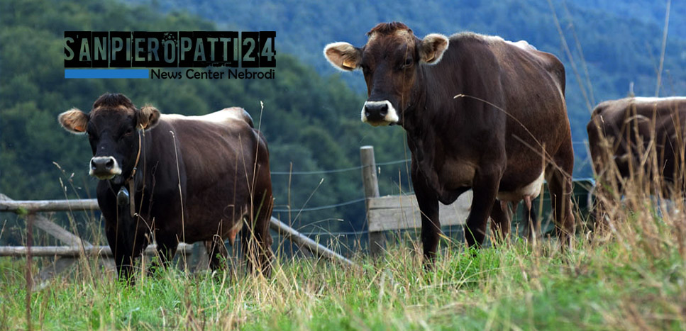SANT’AGATA MILITELLO – La Polizia sequestra capi di bestiame non sottoposti a verifica sanitaria