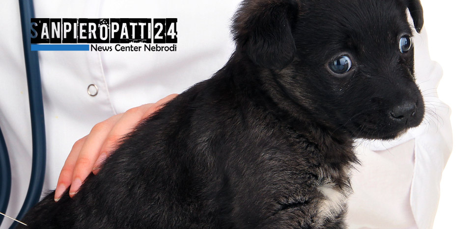 CAPO D’ORLANDO – Sette cuccioli gettati in un cassonetto, salvati  dai poliziotti