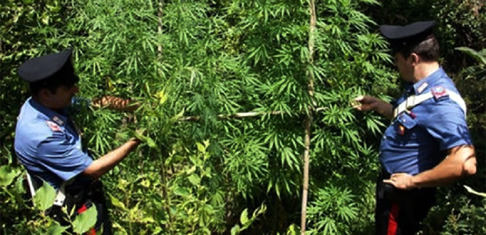 TORTORICI – 33enne colto mentre irrigava una vasta piantagione di marijuana. Arrestato dai Carabinieri