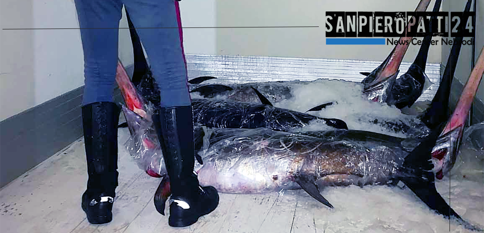 Sequestrati 950 Kg di pesce in cattivo stato di conservazione A Barcellona P.G. e Milazzo