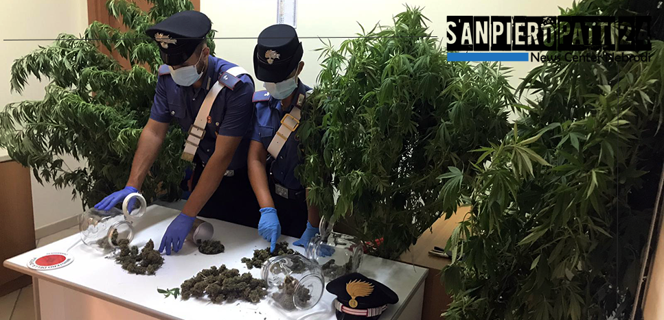 CAPO D’ORLANDO – Coltiva piante di cannabis sul terrazzo di casa. Arrestato 45enne, denunciata la moglie.
