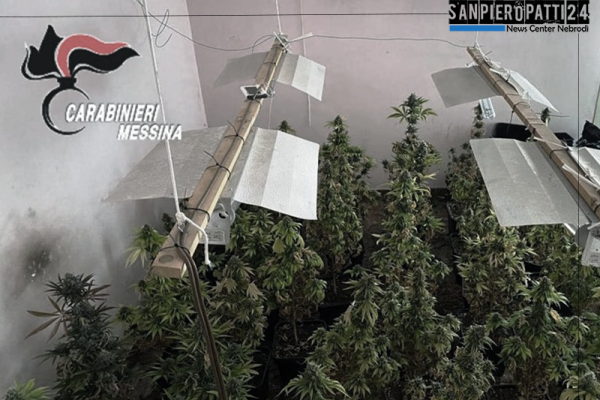 MESSINA – Scoperta serra artigianale adibita alla coltivazione di piante di marijuana.