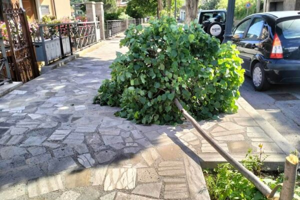 SAN PIERO PATTI – Atto vandalico a danno del verde pubblico. Recisi alcuni alberi sulla via N. Dante.
